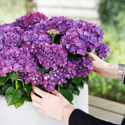 Buitenplant 2x Hydrangea Forever & Ever Paars - Bloeiend - Pot Ø 23cm Hoogte ↕ 55cm