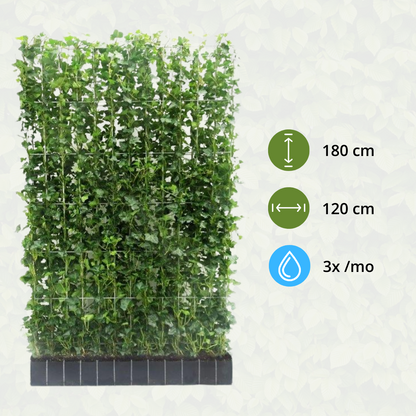 Buitenplant - Hedera hibernica Klimop - Kant-en-Klaar Haag - Breedte ↔ 120cm Hoogte ↕ 180cm