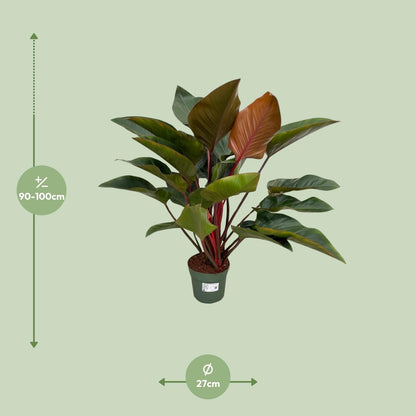 Kamerplant - Philodendron Red Beauty - Pot Ø 27cm Hoogte ↕ 100cm