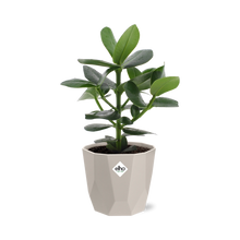 Kamerplant - Clusia Princess - Pot Ø 14cm
