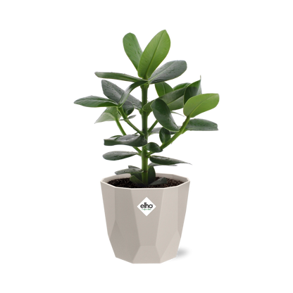 Kamerplant - Clusia Princess - Pot Ø 14cm
