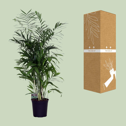 Kamerplant - Chamaedorea Seifrizii - Luchtzuiverend - Pot Ø 24cm Hoogte ↕ 140cm