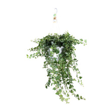 Kamerplant - Hedera 'Wonder Green' - Pot Ø 24cm Hoogte ↕ 70cm
