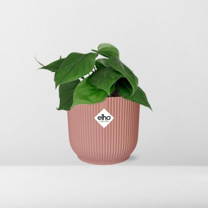 Kamerplant - Philodendron Scandens - Pot Ø 14cm