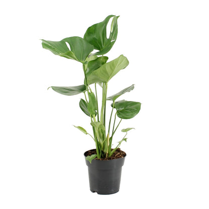 Kamerplant - Monstera Deliciosa - Pot Ø 17cm Hoogte ↕ 60cm