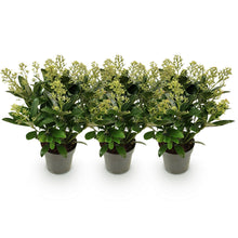 Buitenplant 3x Skimmia japonica Finchy - Wit Bloeiend - Winterhard - Pot Ø 15cm Hoogte ↕ 30cm