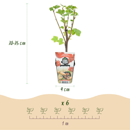 Buitenplant 3x Ribes rubrum 'Jonkheer van Tets' - Winterhard - Pot Ø 9cm