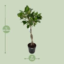 XL kamerplant - Ficus Benghalensis Audrey - Luchtzuiverend - Pot Ø 27cm Hoogte ↕ 110cm