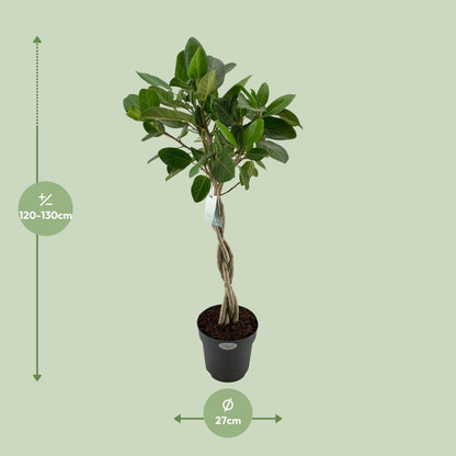 XL kamerplant - Ficus Benghalensis Audrey - Luchtzuiverend - Pot Ø 27cm Hoogte ↕ 110cm