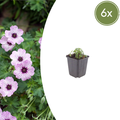 Buitenplant 6x Geranium cin. 'Ballerina' - Bloeiend - Pot Ø 9cm Hoogte ↕ 10-25cm