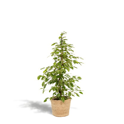 Kamerplant - Ficus benjamina Goldenking - Inclusief mand - Pot Ø 21cm Hoogte ↕ 95cm