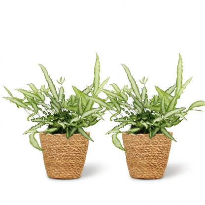 Kamerplant 2x Pteris cretica Albolineata - Lintvaren - Pot Ø 12cm Hoogte ↕ 20cm