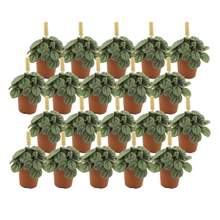 Kamerplant 20x Peperomia Greyhound - Pot Ø 5,5cm Hoogte ↕ 10cm