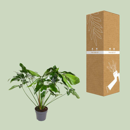 Kamerplant - Philodendron Green Wonder - Pot Ø 24cm Hoogte ↕ 100cm