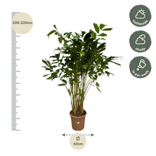 XL kamerplant - Caryota Mitis - Pot Ø 32cm Hoogte ↕ 250cm