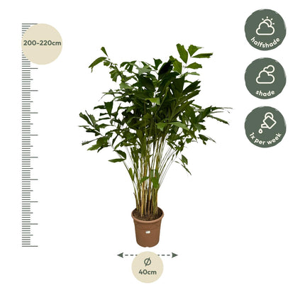 XL kamerplant - Caryota Mitis - Pot Ø 32cm Hoogte ↕ 250cm