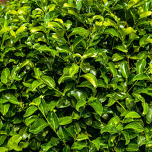 Buitenplant 8x Prunus laurocerasus Rotundifolia - Groenblijvend - Pot Ø 9cm Hoogte ↕ 30-35cm