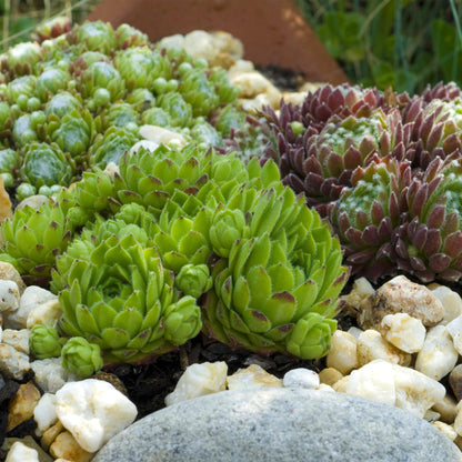 Buitenplant 4x Sempervivum Big Sam - Winterhard - Pot Ø 14cm Hoogte ↕ 17cm