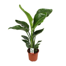 Kamerplant - Strelitzia Nicolai - Pot Ø 17cm Hoogte ↕ 70cm