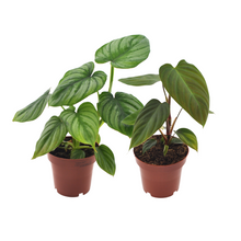 Kamerplant 2x Philodendron Duo Nangaritense/Mamei - Pot Ø 12cm Hoogte ↕ 25cm