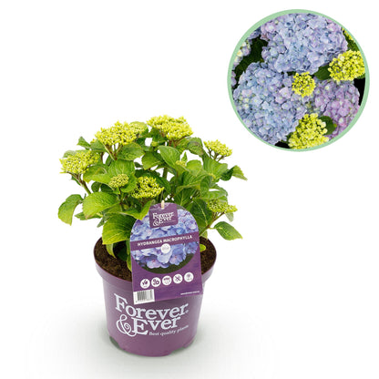 Buitenplant - Hortensia Hydrangea Forever & Ever Blauw - Bloeiend - Pot Ø 23cm Hoogte ↕ 55cm