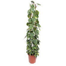 XL kamerplant - Philodendron Scandens Brasil - Gaasrek - Pot Ø 27cm Hoogte ↕ 160cm