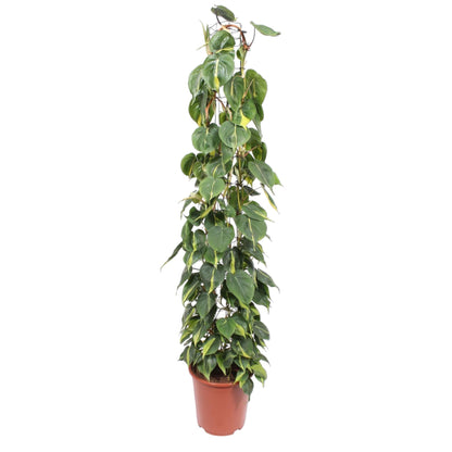 XL kamerplant - Philodendron Scandens Brasil - Gaasrek - Pot Ø 27cm Hoogte ↕ 160cm