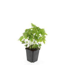 Buitenplant 48x Geranium nodosum - Bloeiend - Pot Ø 9cm Hoogte ↕ 10-25cm