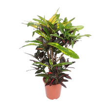 Kamerplant - Codiaeum Mango (Croton Mango) - Pot Ø 27cm Hoogte ↕ 110cm