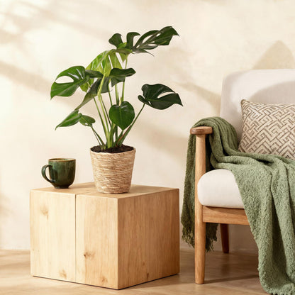 Green BoutiQ - Green is... Kamerplanten - Monstera Deliciosa - Gatenplant - Weinig onderhoud - Groen - 2 Planten - Pot 17cm - Hoogte 50-55cm