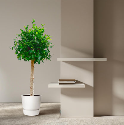 Kamerplant - Ficus Nitida op stam - Pot Ø 30cm Hoogte ↕ 130cm