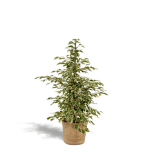 Kamerplant - Ficus benjamina Twilight - Inclusief siermand - Pot Ø 21cm Hoogte ↕ 95cm