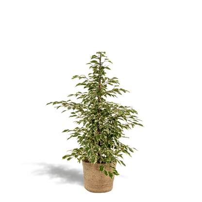 Kamerplant - Ficus benjamina Twilight - Inclusief siermand - Pot Ø 21cm Hoogte ↕ 95cm