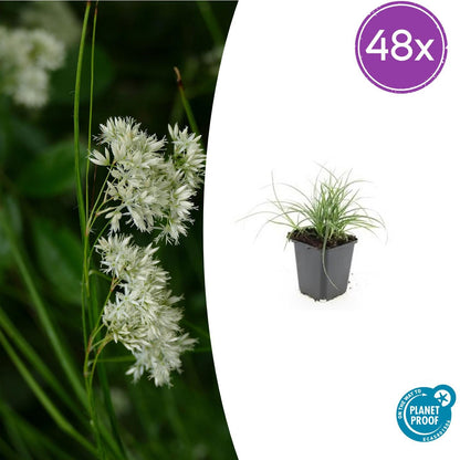 Buitenplant 48x Luzula nivea - Siergras - Pot Ø 9cm Hoogte ↕ 10-25cm