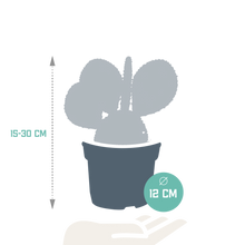 Kamerplant - Opuntia Microdasys - Ø 12cm