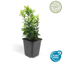 Buitenplant 6x Euonymus jap. Green Spire - Pot Ø 9cm Hoogte ↕ 10-25cm