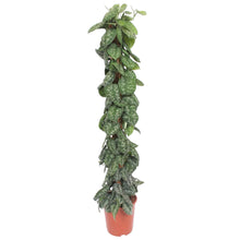 XL Kamerplant - Scindapsus Pictus Trebie Mosstok - Pot Ø 30cm Hoogte ↕ 160cm