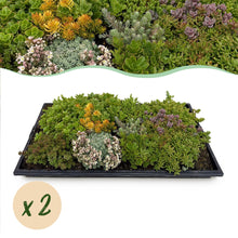 Buitenplant 2x Sedum mat - Bodembedekker Winterhard - 10 Soorten - Lengte 50cm Breedte 30cm
