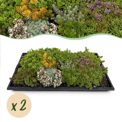 Buitenplant 2x Sedum mat - Bodembedekker Winterhard - 10 Soorten - Lengte 50cm Breedte 30cm