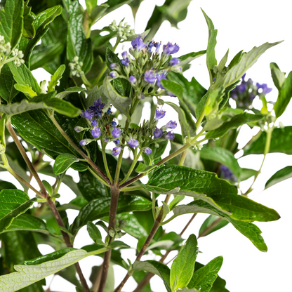Buitenplant - Caryopteris x Clandonensis - Bloeiend - Pot Ø 19cm Hoogte ↕ 40-50cm