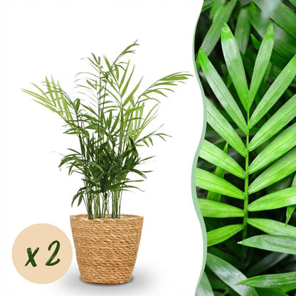 Kamerplant 2x Chamaedorea elegans - Goudpalm - Pot Ø 12cm Hoogte ↕ 15cm