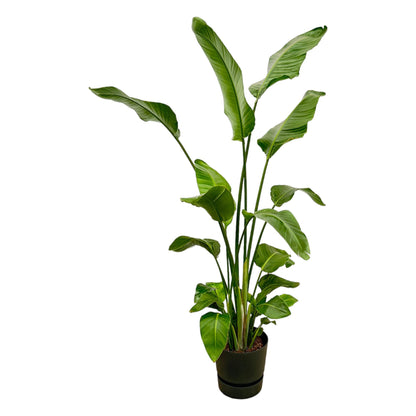 Kamerplant - Strelitzia Nicolai - Hoogte ↕ 35-250cm