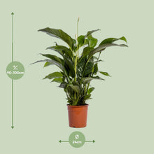 Kamerplant - Spathiphyllum Bellini - Luchtzuiverend - Pot Ø 24cm Hoogte ↕ 100cm