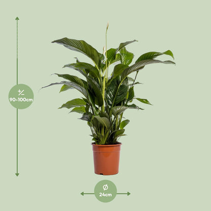 Kamerplant - Spathiphyllum Bellini - Luchtzuiverend - Pot Ø 24cm Hoogte ↕ 100cm