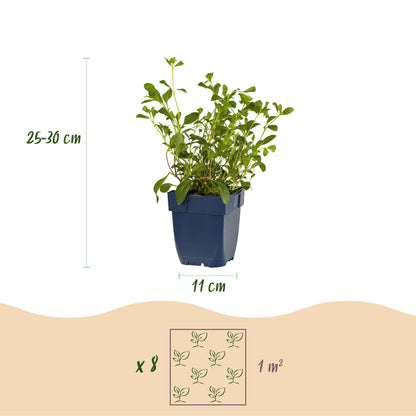 Buitenplant - Borderpakket Bodembedekkend 8 Vaste Planten 1m² - Pot Ø 11cm