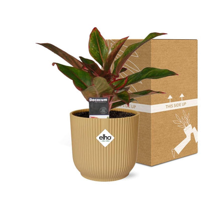 Kamerplant - Aglaonema Crete - Pot Ø 14cm