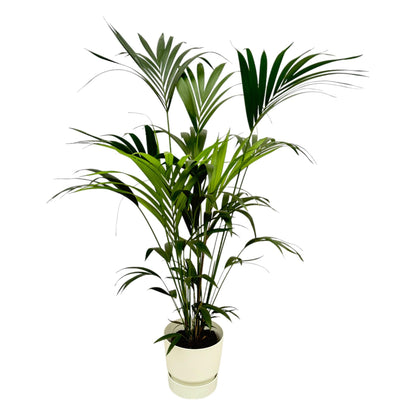XL kamerplant - Kentia Palm - Pot Ø 30cm Hoogte ↕ 160cm
