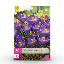 Buitenplant 30x Crocus Blue - Bloeiend - Bolmaat 7/8