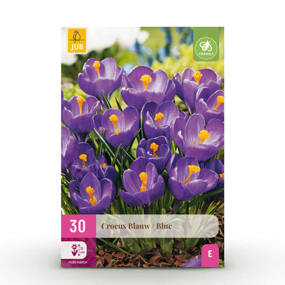Buitenplant 30x Crocus Blue - Bloeiend - Bolmaat 7/8