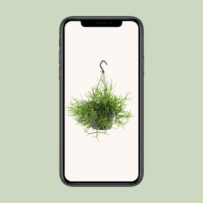 Kamerplant - Rhipsalis Heteroclada - Pot Ø 17cm Hoogte ↕ 25cm